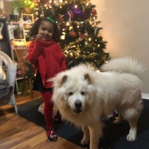 Festive Red Dog Sweater